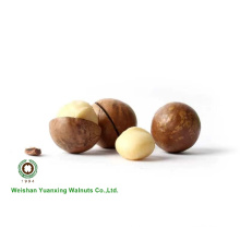 Nueces de macadamia de gran tamaño en carcasa cruda